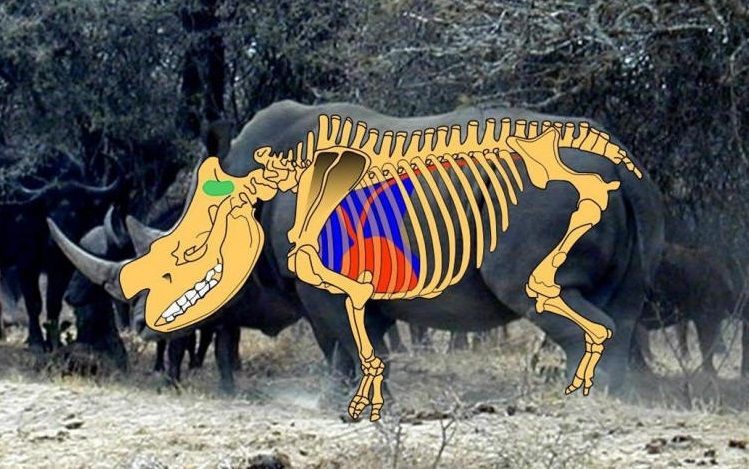 دماغ وحيد القرن