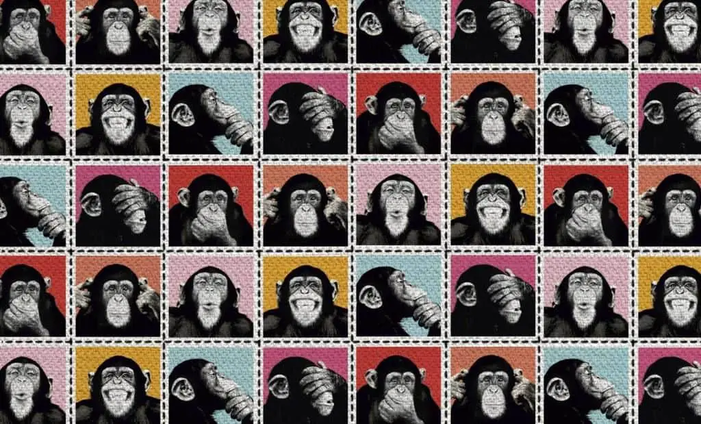 صور شيمبانزي