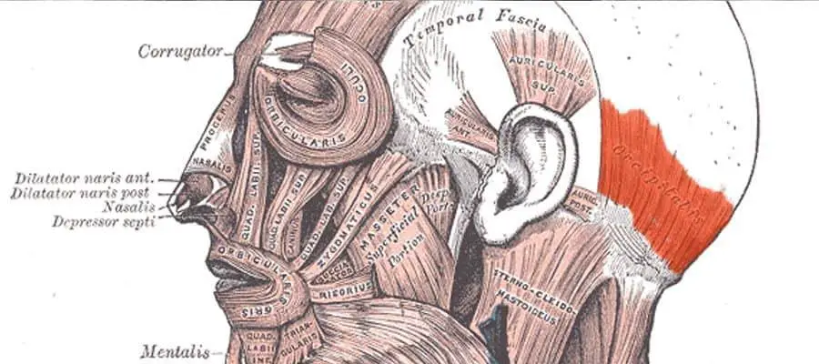 عضلات الأذن الخارجية