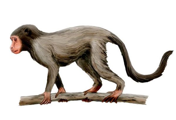 Aegyptopithecus