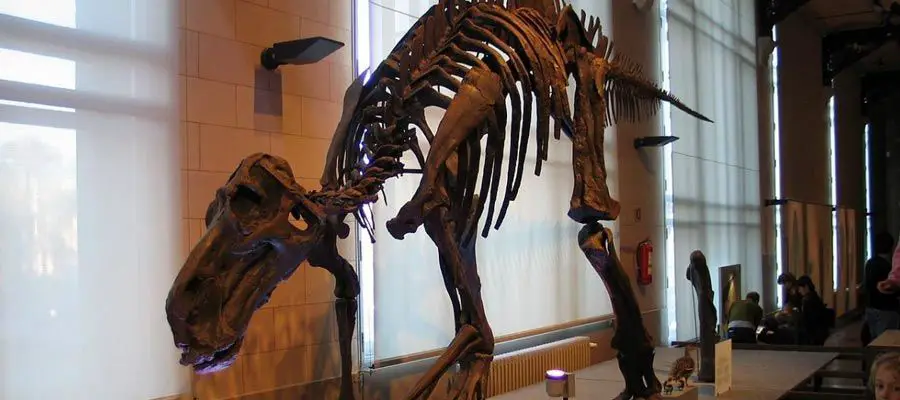 هيكل ماياصور في متحف voor Natuurwetenschappen في بروسكل