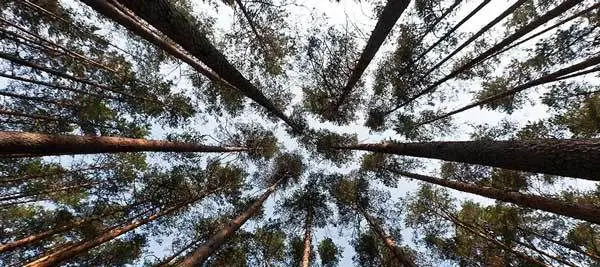 لماذا الأشجار تمتلك كل هذا الطول؟