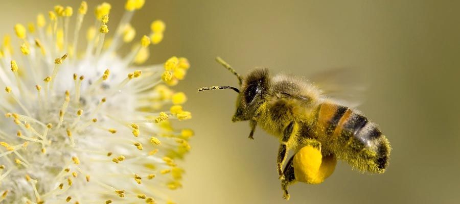 معلومات عن النحل.
