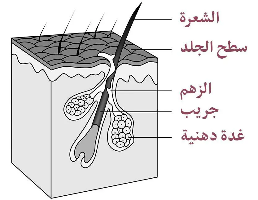 بنية الشعرة