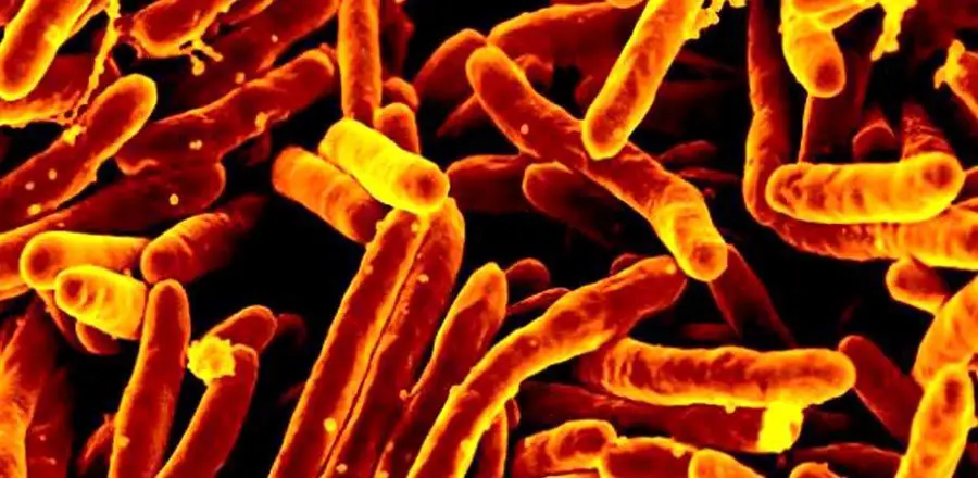 Rod-shaped Mycobacterium tuberculosis bacteria