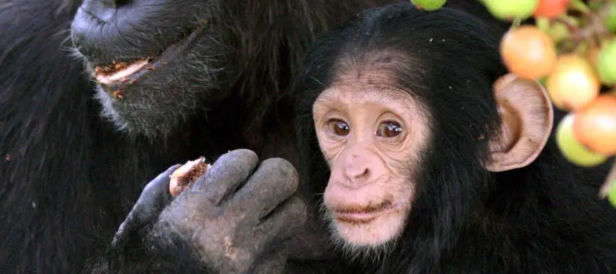 شامبانزي صغير