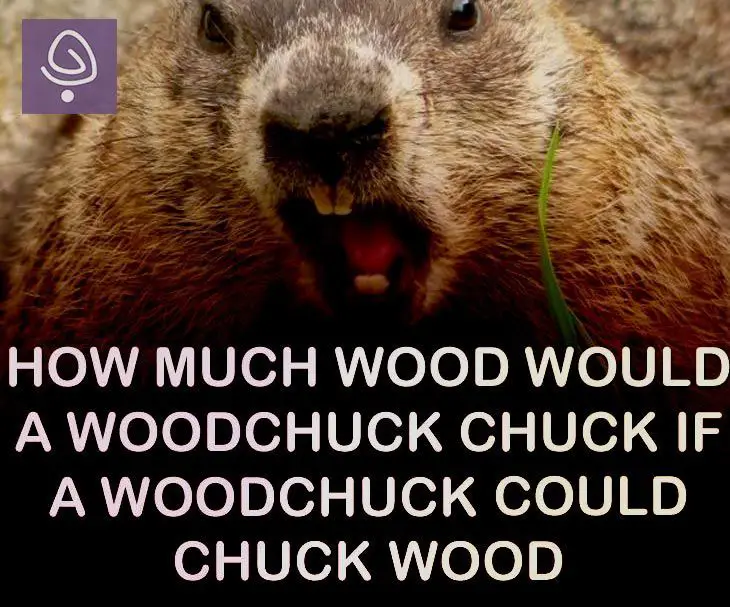 How much wood would a woodchuck chuck if a woodchuck could chuck wood