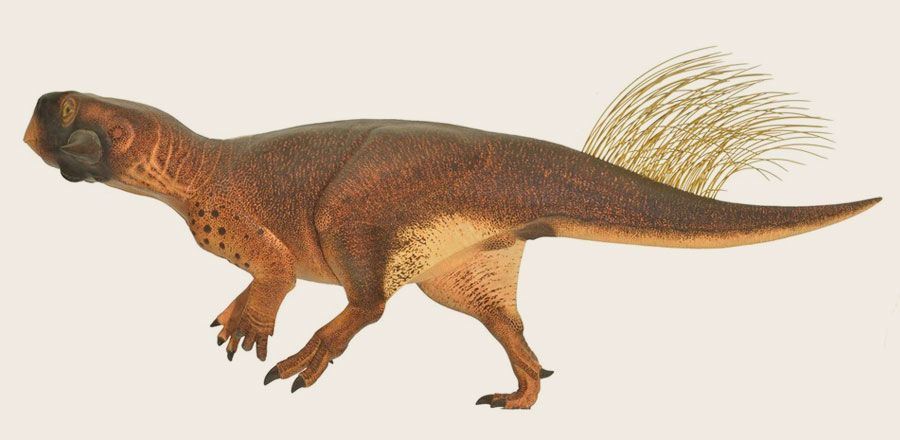 Psittacosaurus 