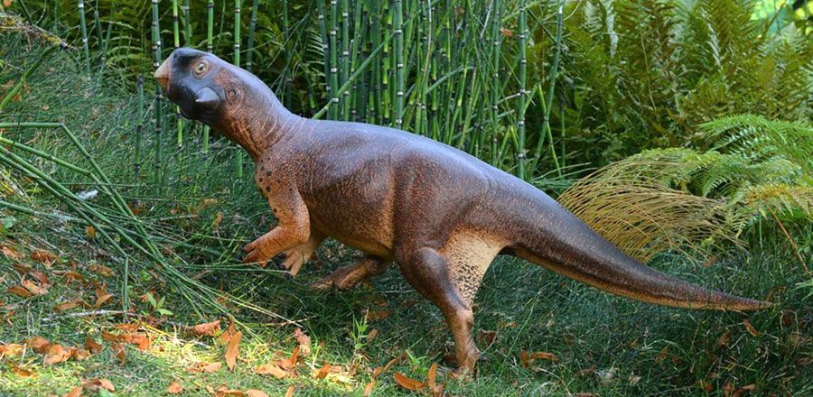 Psittacosaurus 