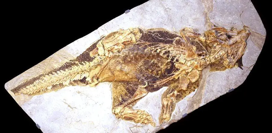 احفورة الـPsittacosaurus 