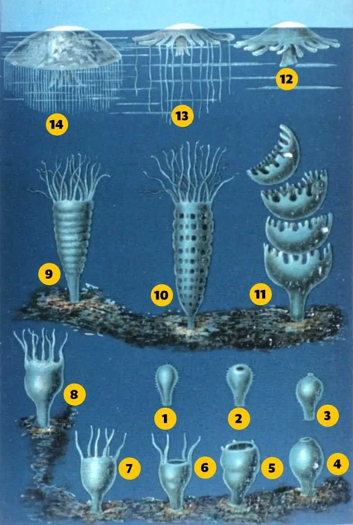 مراحل نمو قنديل البحر