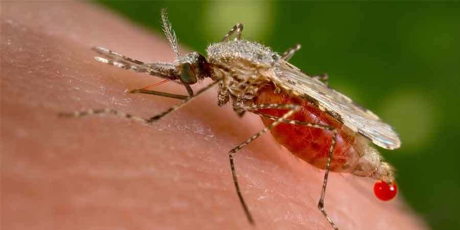 بعوضة تنقل الملاريا