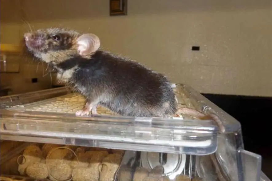 الهجين الذي يظهر في الصورة يبلغ عمره سنة وهو فأر نتج عن زراعة خلايا جذعية من أحد الجرذان