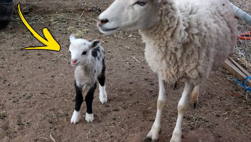 أغنام الماعز Sheep Goat