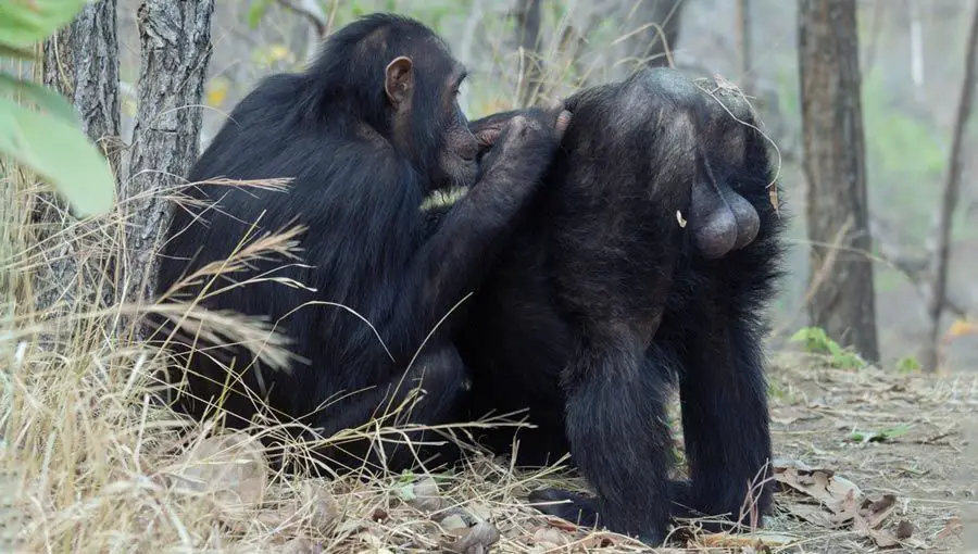 خصيتا الشمبانزي الكبيرتين