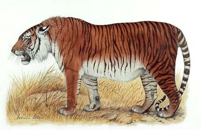 النمر القزويني Caspian Tiger