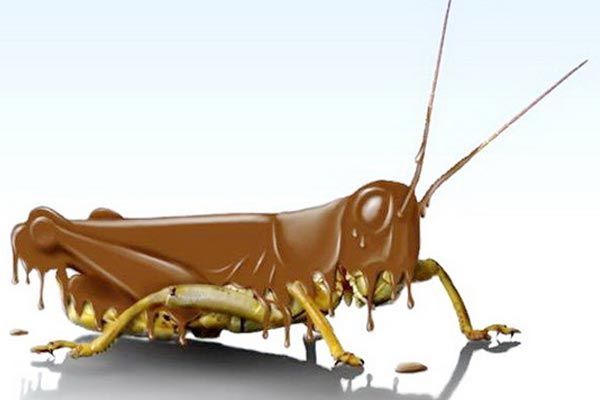يحتوي لوح الشوكولا الواحد على 8 أجزاء لحشرات كمتوسط