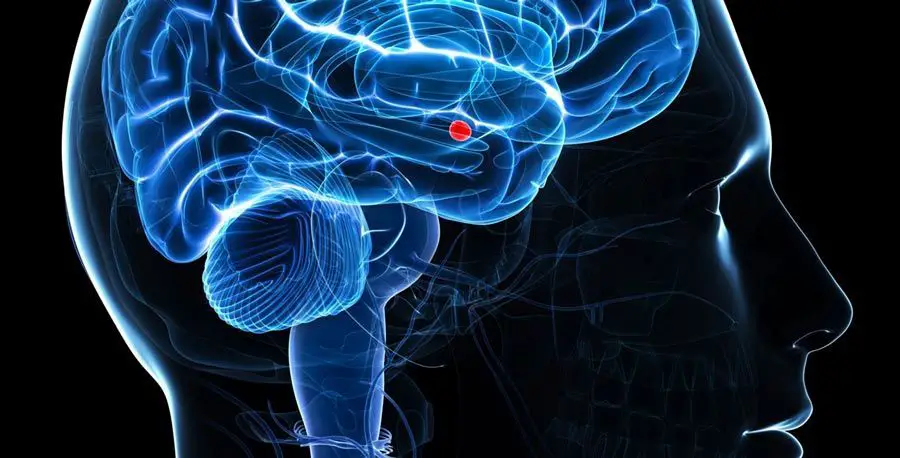 لوزة الدماغ (Amygdala)