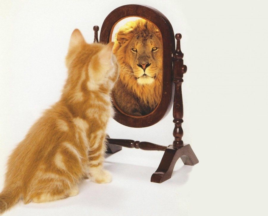 قط ينظر في المرآة ويرى أسدا