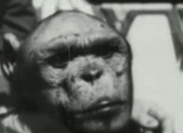 الهيومانزي: الكائن الناتج من عملية تلقيح أنثى الشامبانزي بحيوانات منوية بشرية
