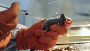 الفئران المعدلة وراثياً