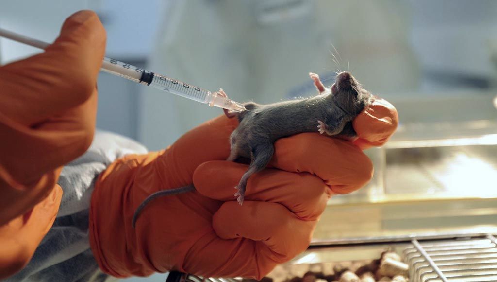 الفئران المعدلة وراثياً