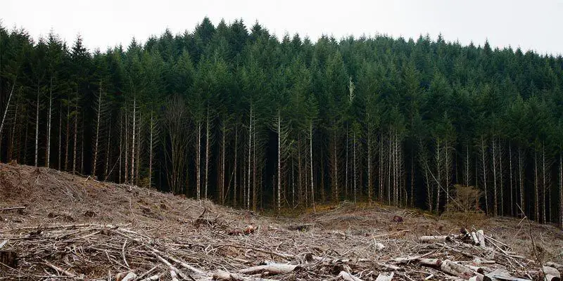 قطع أشجار الغابات