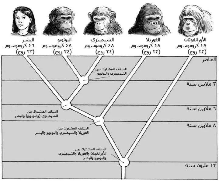 مخطط تشعبي (كلادوغرام) يبين تشعب القردة العليا عن بعضها البعض عبر الزمن