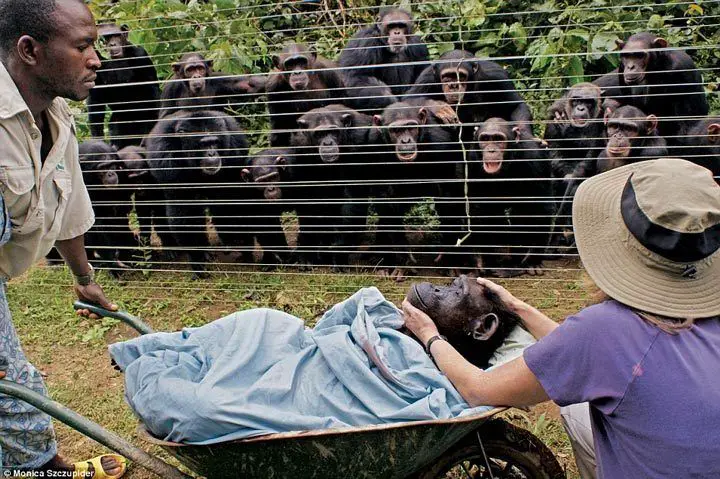 قردة الشمبانزي تشيع موتاها