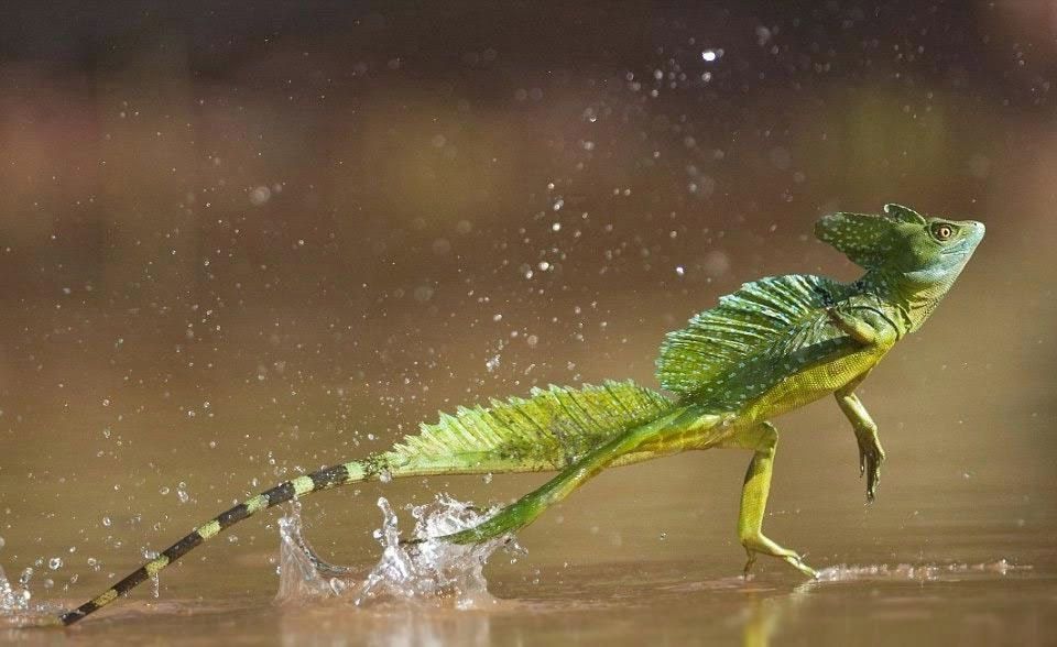 السحلية البازيليكية: ”Basilisk Lizard“