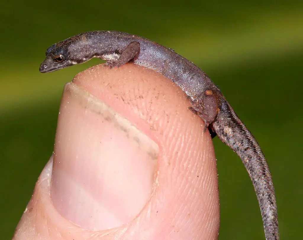 الوزغة البرازيلية القزم: ”Brazilian Pygmy Geckos“