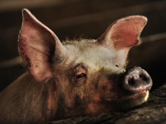 تم اكتشاف المقاومة في الخنازير، التي تعطى المضادات الحيوية بشكل روتيني في الصين