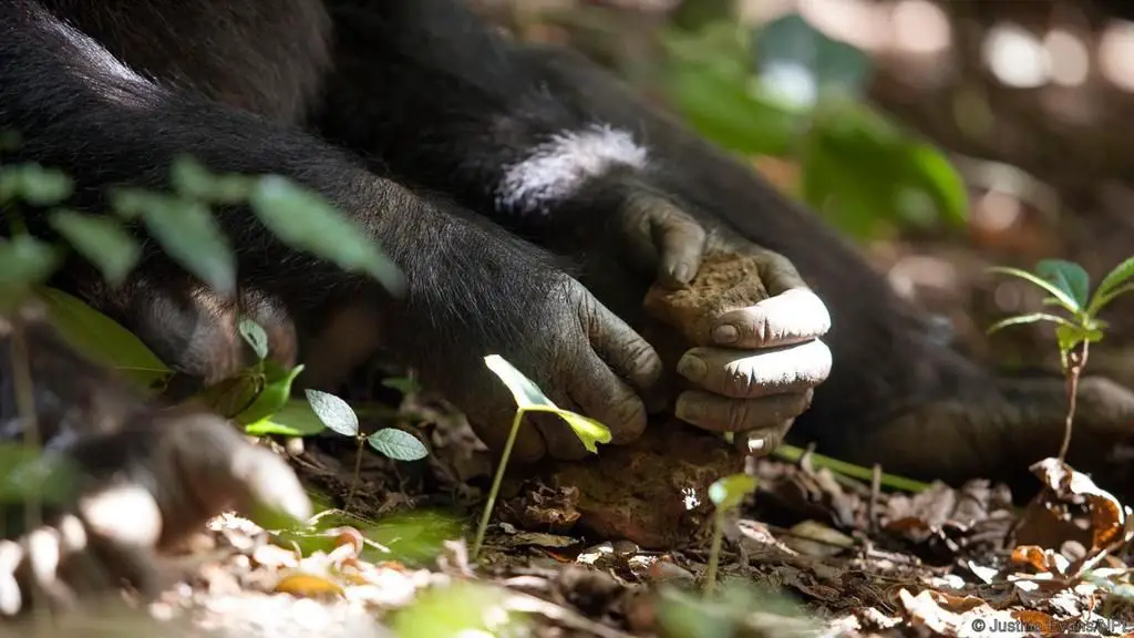 شيمپانزي يستخدم مطرقة حجرية