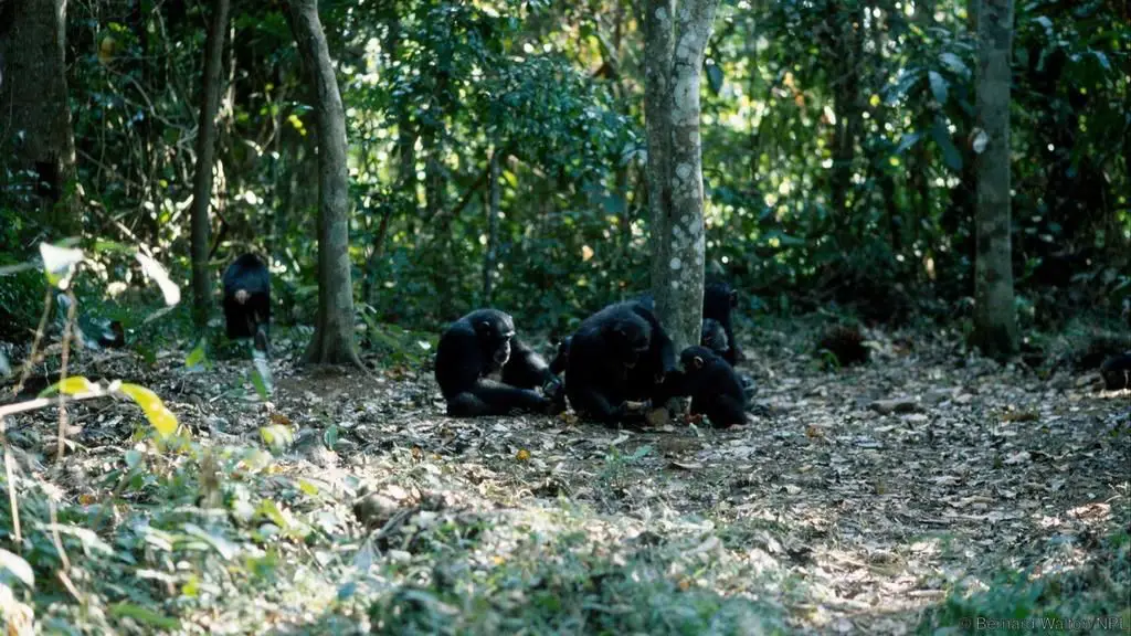 مجموعة من قردة الشيمپانزي تستعمل أدواة لتكسير المكسرات