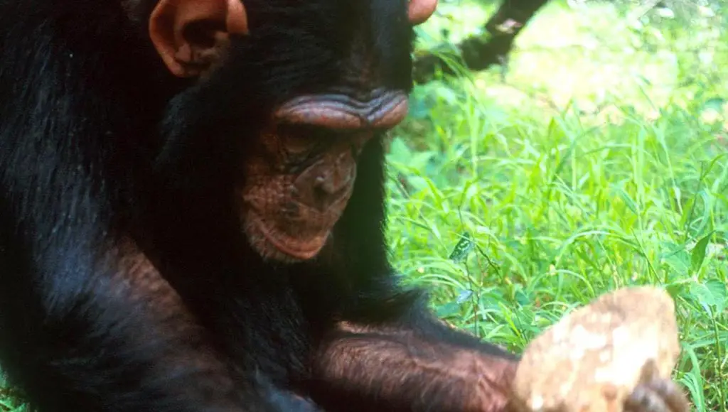 هل دخلت الشيمبانزي والقردة عصرها الحجري؟