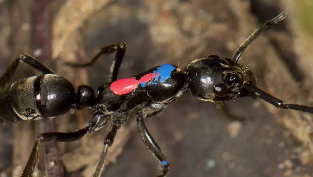 قام العلماء بوضع علامات على هذه النملات المصابة