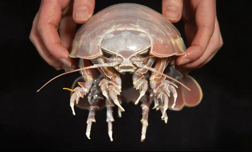 متساوي الأرجل العملاق Giant Isopod