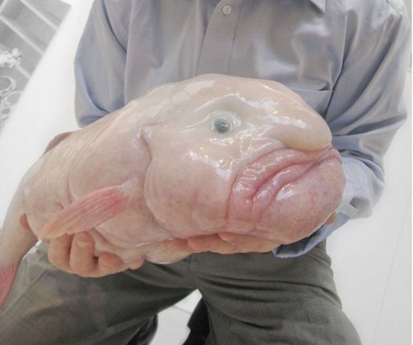السمكة الفقاعة Blob Fish