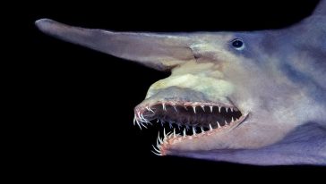 القرش العفريت Goblin Shark