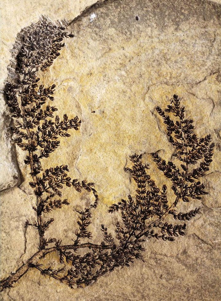 أقدم أحفورة لنبتة بحرية مزهرة، ويقدر عمرها بـ130 مليون عاما