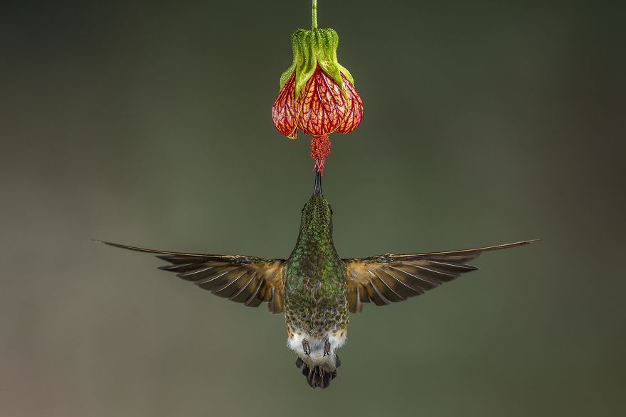 ”طائر كورونيت“ في الإكوادور للمصور Hymakar Valluri