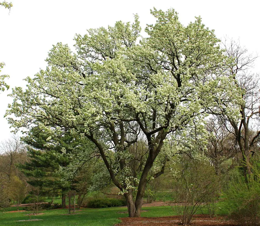 شجرة بايروس كاليريانا Pyrus Calleryana
