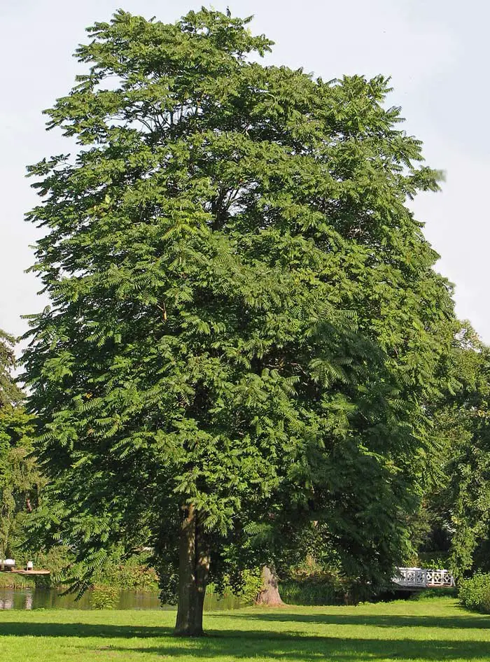 شجرة الجنة