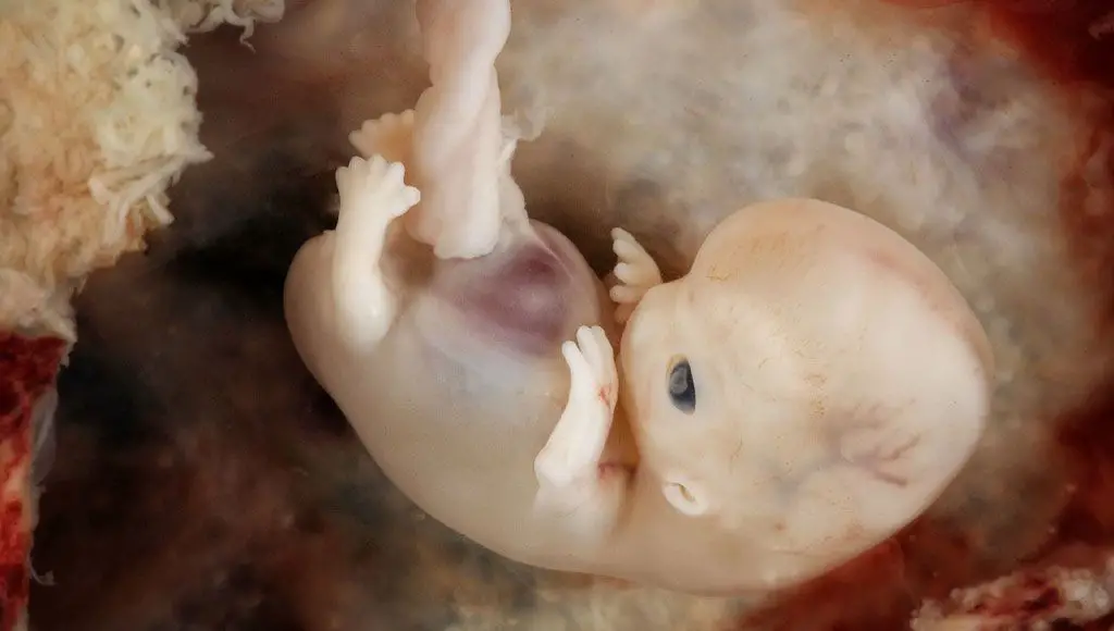 مراحل تطور الجنين البشري بدقة عالية
