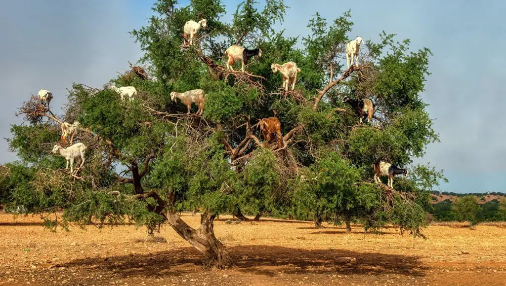 ماعز يتسلق أشجار الأرغان في المغرب