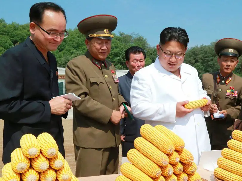 الزعيم الكوري (كيم جونغ أون) يعاين محصول ذرة