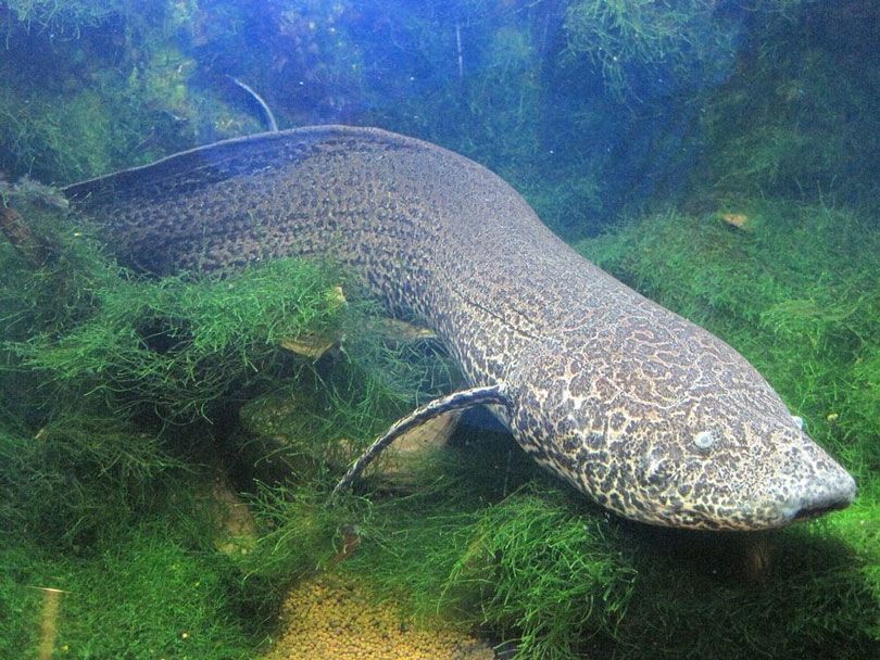 سمكة رئوية ذات بقع على البطن من نوع (Protopterus aethiopicus) موجودة في حوض (توبا) في (مي كين) باليابان