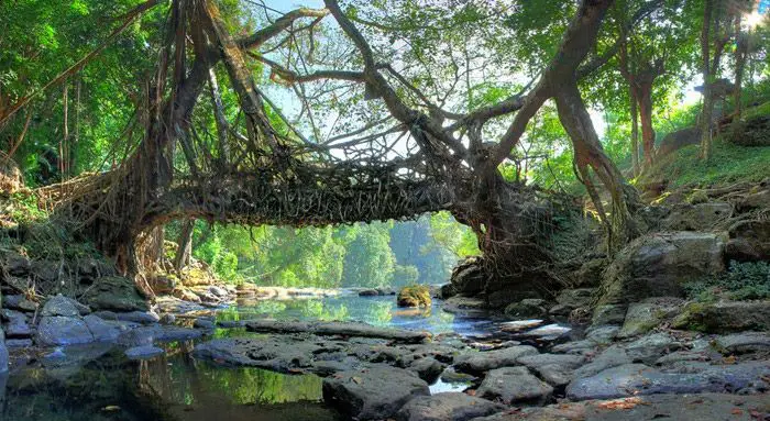 بناء جسور من جذور حية في منطقة (Cherrapunjee) في الهند