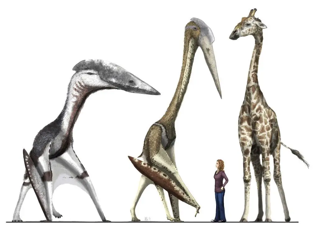 الـ(الكويتزالكوتلس) Quetzalcoatlus الذي عثر عليه في صحراء تكساس، والـ(هاتزيغوبتيريكس) Hatzegopteryx الذي عثر عليه في رومانيا