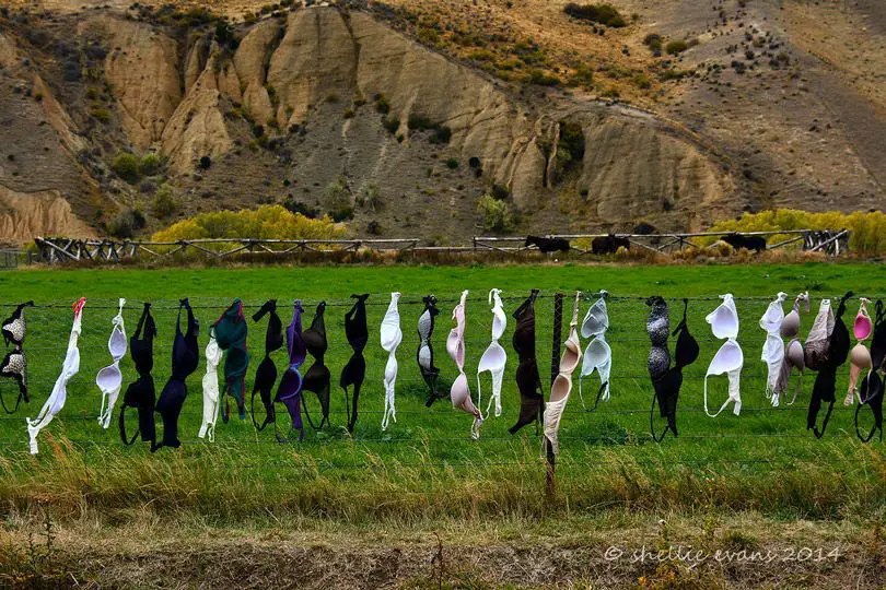 سياج حمالات الصدر (كاردرونا) في (نيوزلندا)